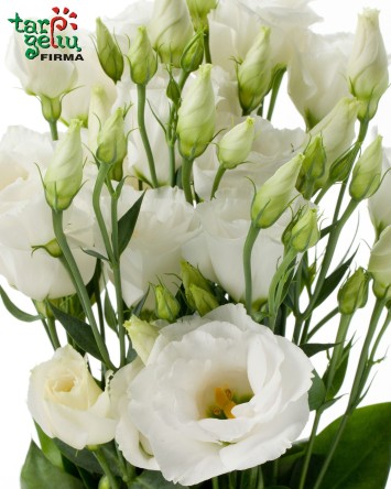Balta eustoma | Gedulas | Gėlės