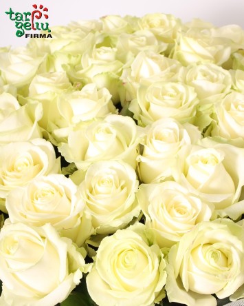50 White Roses Bouquet | Roses boquet | Flowers