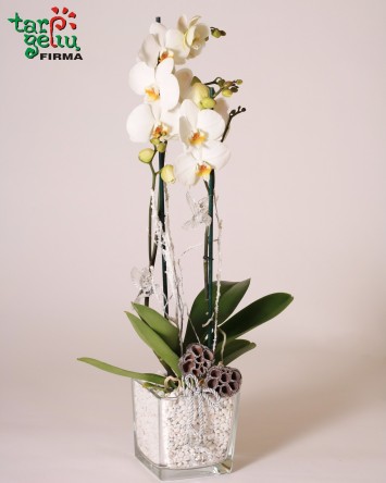 Žiemos orchidėja | Gėlės | Dovanos