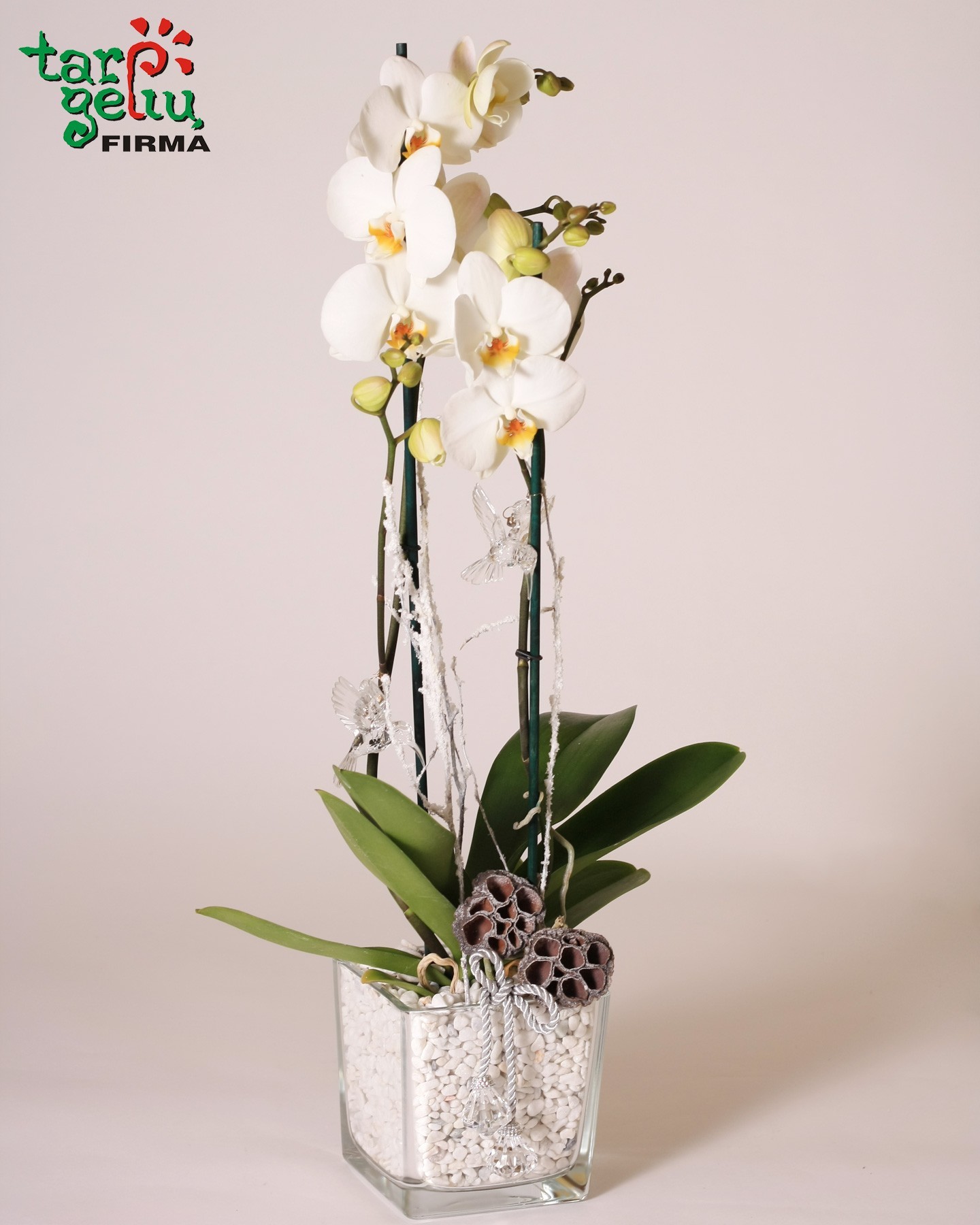 Žiemos orchidėja | Gėlės | Dovanos