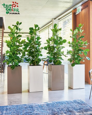 CANTO column Lechuza