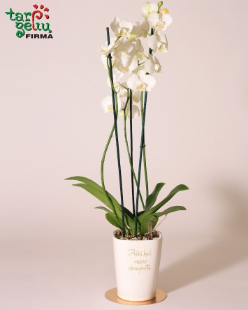 Stilizuota orchidėja - padėka tėvams | Dovanos tėvams