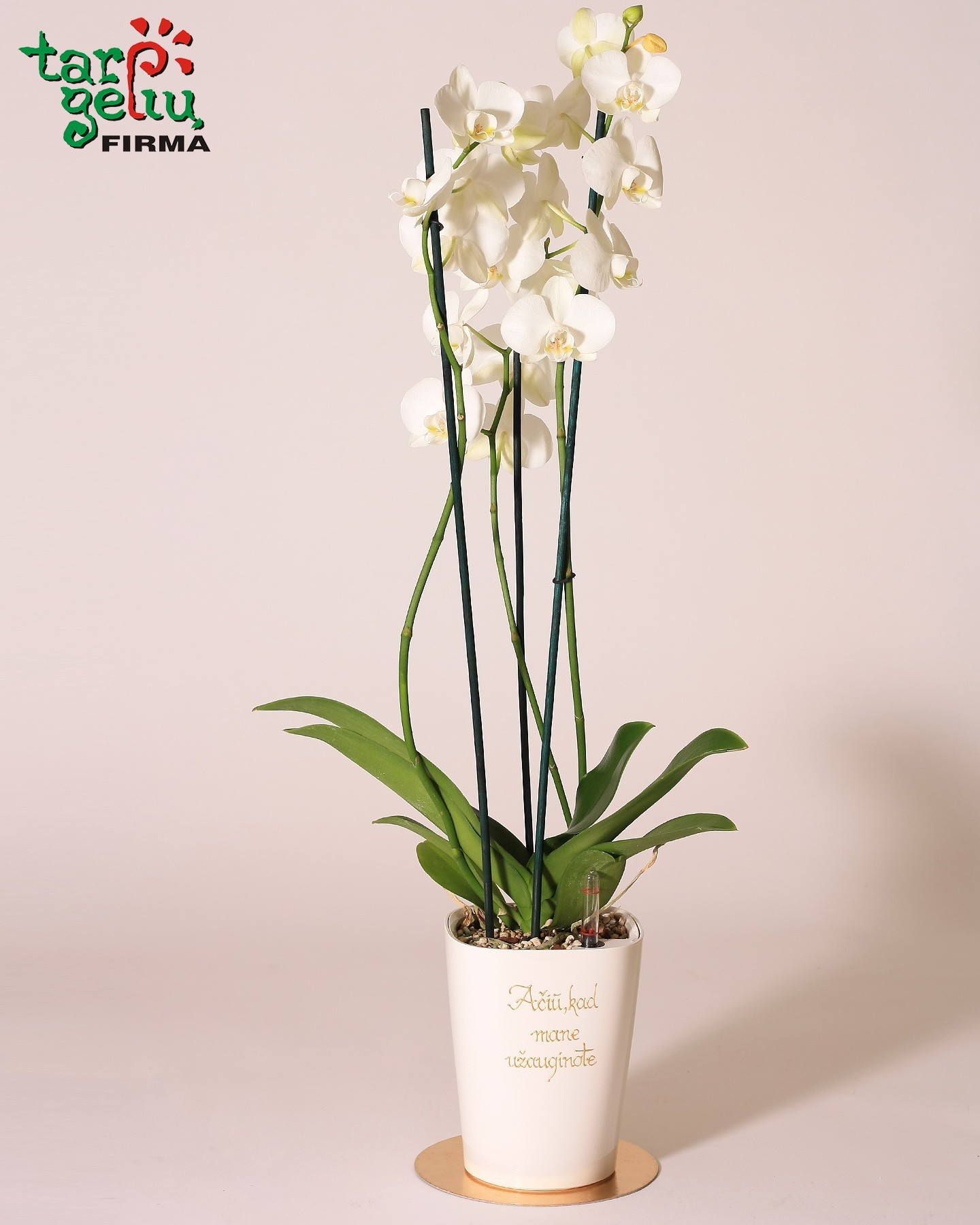 Stilizuota orchidėja - padėka tėvams | Dovanos tėvams