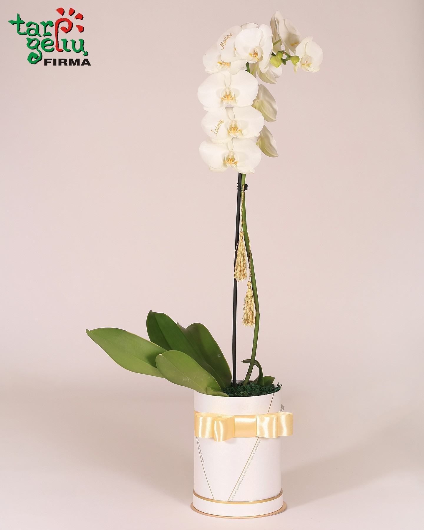 Linkėjimų orchidėja | Gėlės | Dovanos