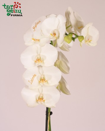 Linkėjimų orchidėja | Gėlės | Dovanos