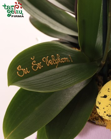Šventinė orchidėja dėžutėje
