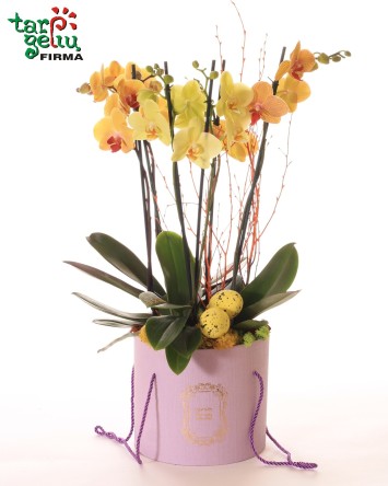 Šventinė orchidėja dėžutėje