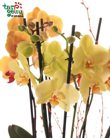 Šventinė orchidėja dėžutėje