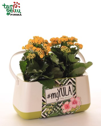 Gėlės vazone krepšelyje "Yula" | Gėlės