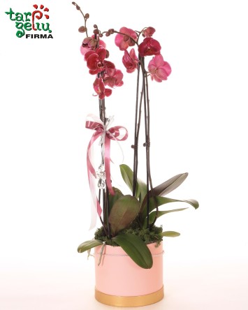 Orchidėja (Phalaenopsis) dėžutėje | Orchidėjos | Gėlės