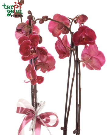 Orchidėja (Phalaenopsis) dėžutėje | Orchidėjos | Gėlės