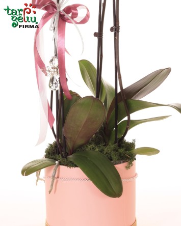 Orchidėja (Phalaenopsis) dėžutėje | Orchidėjos | Gėlės