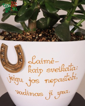 Kompozicija "Laimės medis" | Augalų kompozicijos | Gėlės