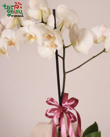 Orchidėjų kompozicija RETRO | Orchidėjos | Gėlės