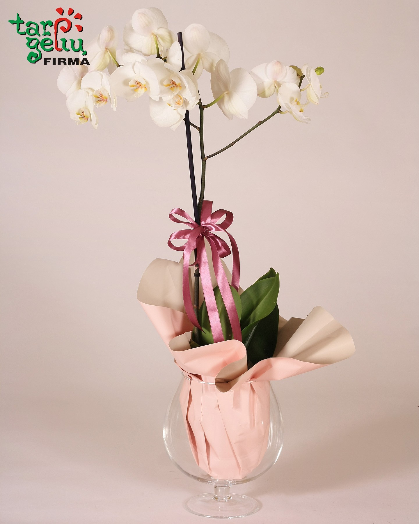 Orchidėjų kompozicija RETRO | Orchidėjos | Gėlės