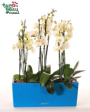 Baltų orchidėjų kompozicija | Orchidėjos | Gėlės