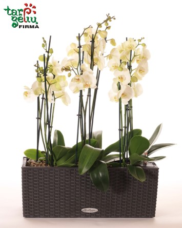 Baltų orchidėjų kompozicija | Orchidėjos | Gėlės