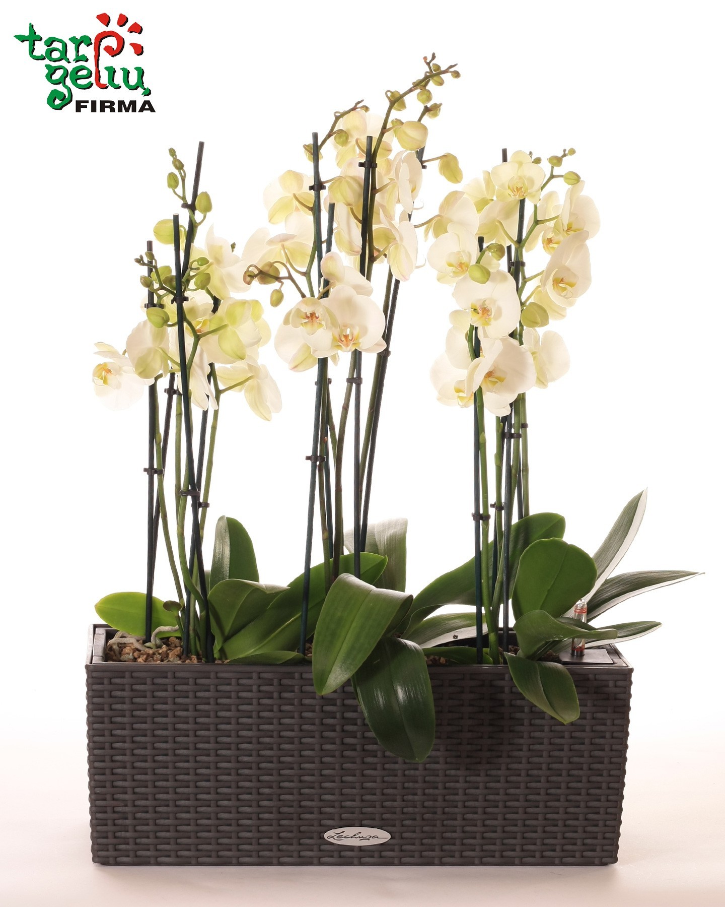 Baltų orchidėjų kompozicija | Orchidėjos | Gėlės