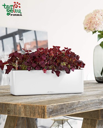 Vazonas Cube Glossy Triple Lechuza