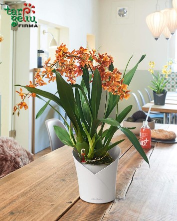 Vazonas Orchidea Lechuza
