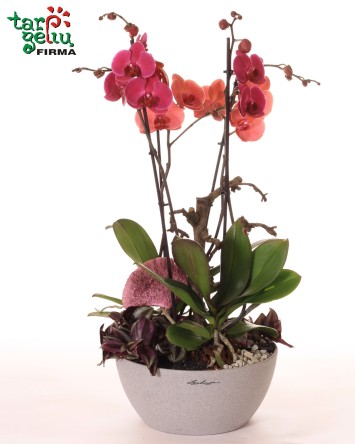 Orchidėjų kompozicija | Kambarinių gėlių kompozicijos