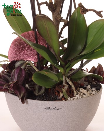 Orchidėjų kompozicija | Kambarinių gėlių kompozicijos