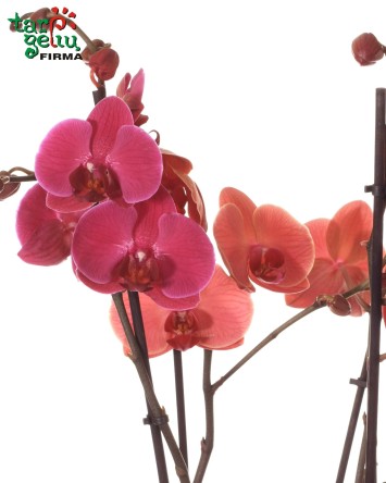 Orchidėjų kompozicija | Kambarinių gėlių kompozicijos