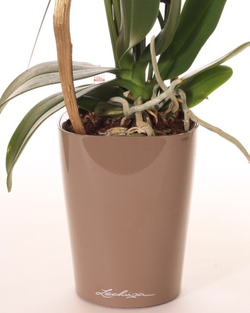 Žavi orchidėja + vazonas | Orchidėjos