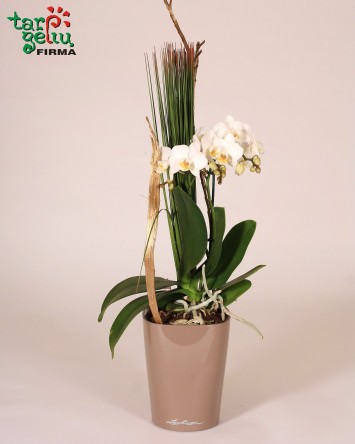 Žavi orchidėja + vazonas | Orchidėjos