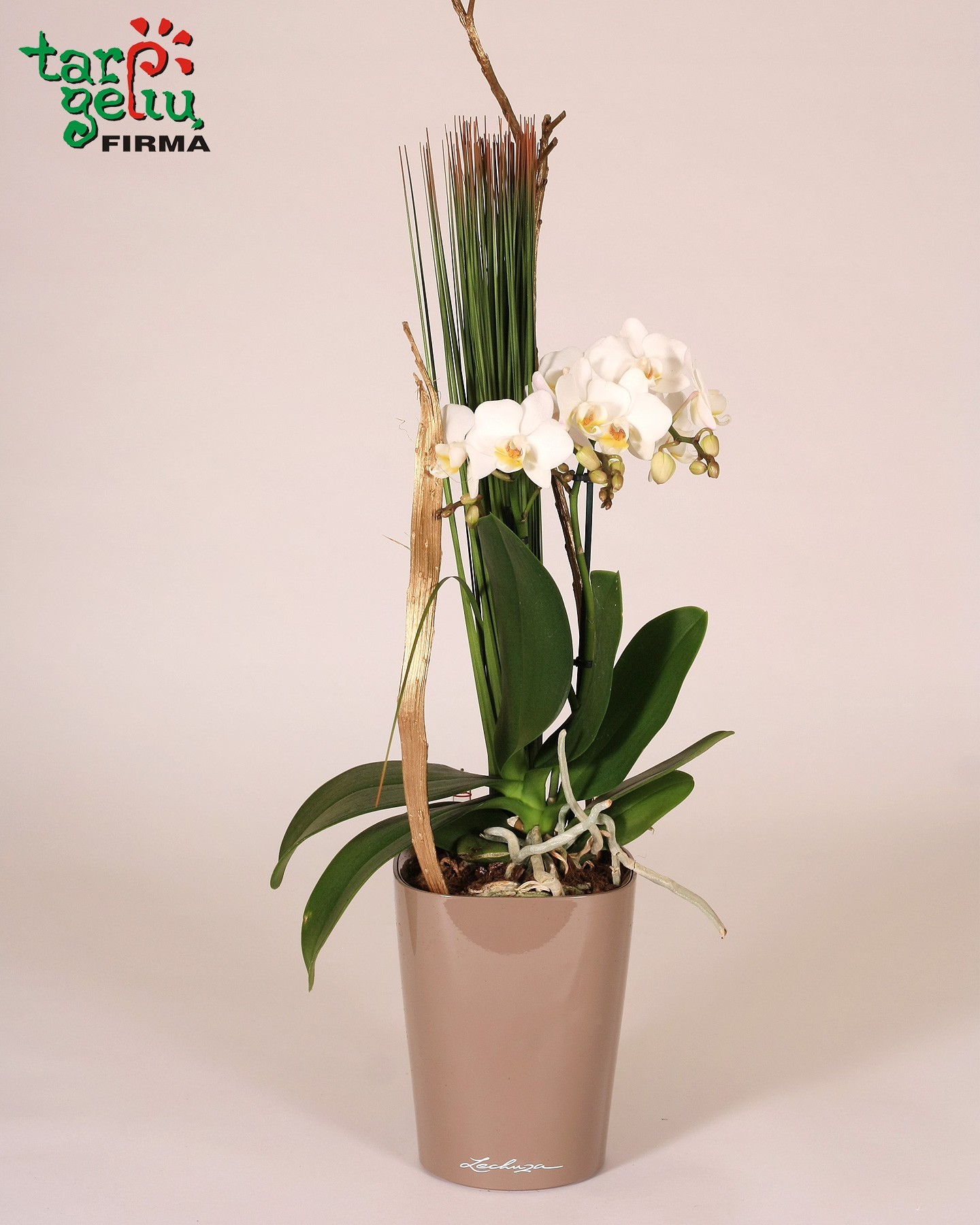 Žavi orchidėja + vazonas | Orchidėjos