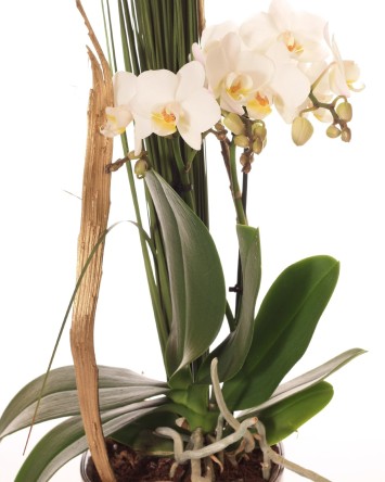 Žavi orchidėja + vazonas | Orchidėjos