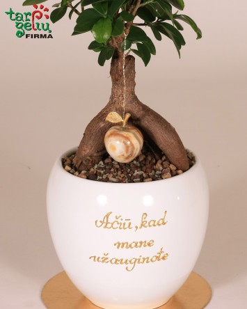Stilizuotas bonsas - padėka tėvams | Dovanos tėvams