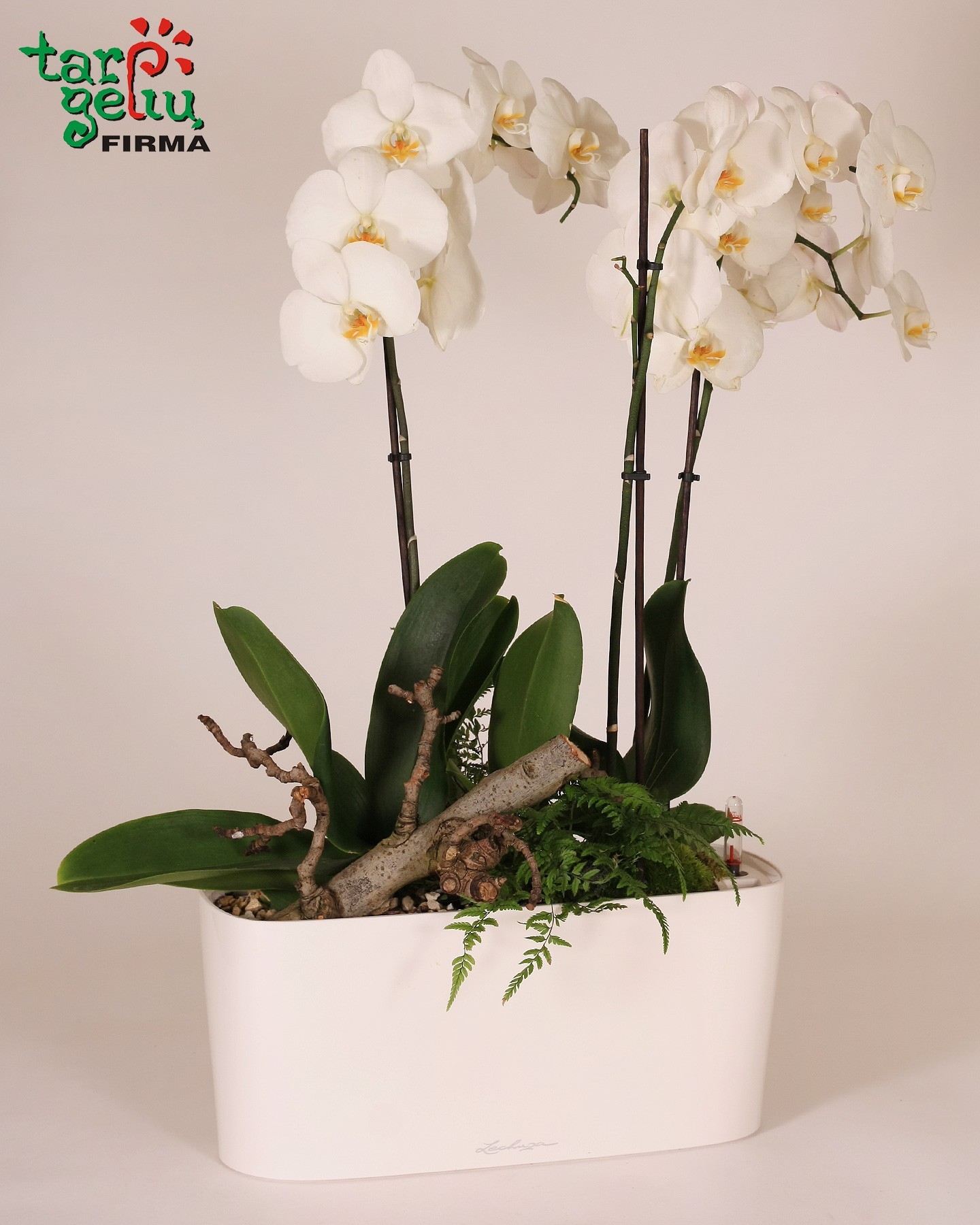 Orchidėja ir palangės vazonas | Kambarinių gėlių kompozicijos