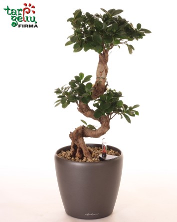 Bonsai | Kambarinės gėlės | Auglai