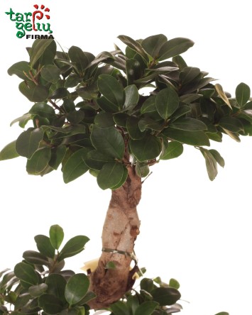 Bonsai | Kambarinės gėlės | Auglai