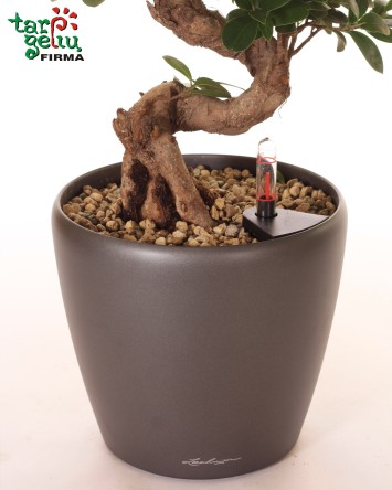 Bonsai | Kambarinės gėlės | Auglai