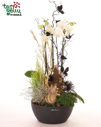 Orchidėjų kompozicija "Žiemos pasaka"