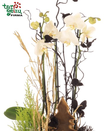 Orchidėjų kompozicija "Žiemos pasaka"