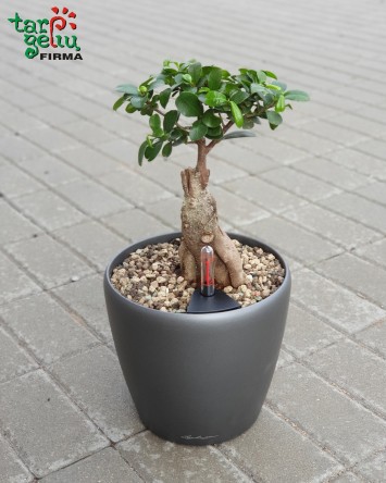 Fikusas bonsai  | Kambariniai augalai