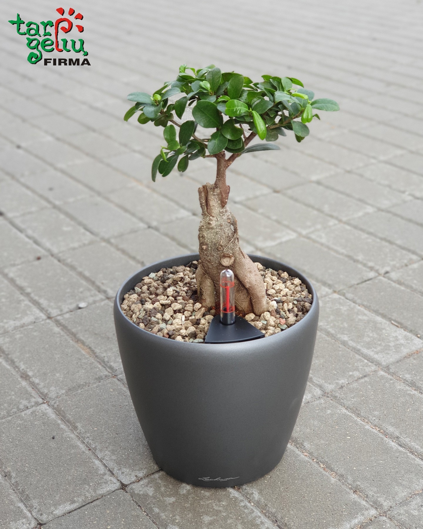 Fikusas bonsai  | Kambariniai augalai