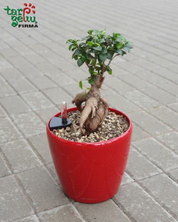 Fikusas bonsai  | Kambariniai augalai