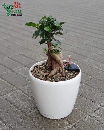 Fikusas bonsai  | Kambariniai augalai