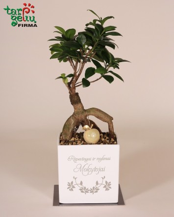 Bonsai "Rūpestingai ir mylimai mokytojai" | Dovanos mokytojai