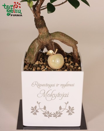 Bonsai "Rūpestingai ir mylimai mokytojai" | Dovanos mokytojai