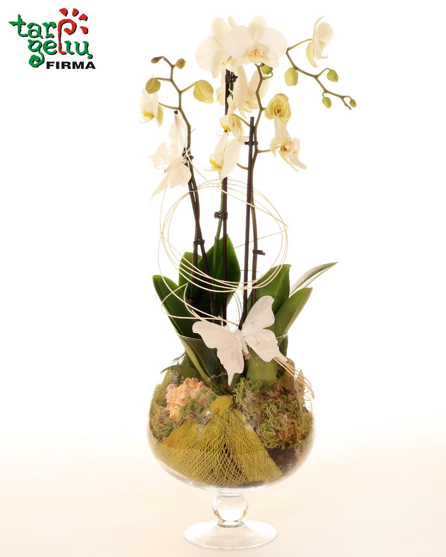Orchidėjų kompozicija SVAJA | Orchidėjos | Gėlės