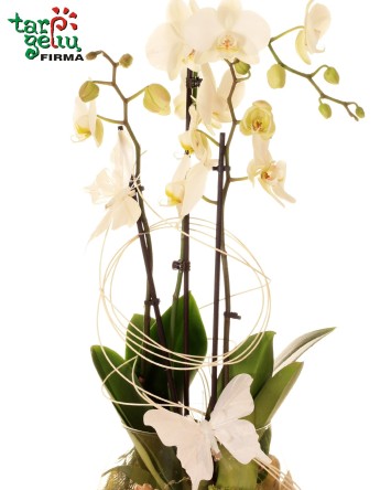Orchidėjų kompozicija SVAJA | Orchidėjos | Gėlės