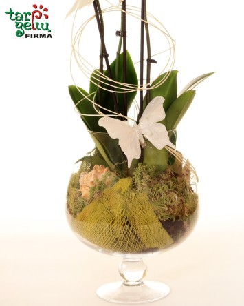 Orchidėjų kompozicija SVAJA | Orchidėjos | Gėlės