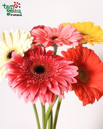 Gerbera | Bouquets | Flowers