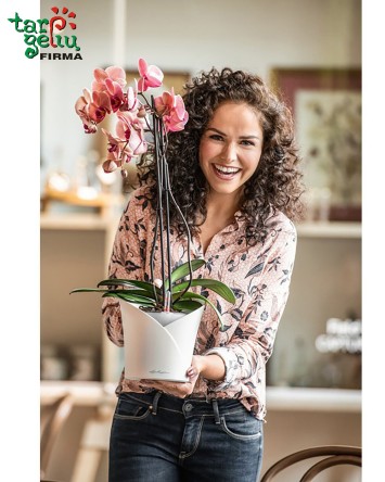 Orchidėja Phalaenopsis Lechuza vazone "Orchidea" | Gėlės