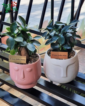 Bonsai veido formos vazone "Iš visos širdies mamai ir tėčiui" | Dovanos 